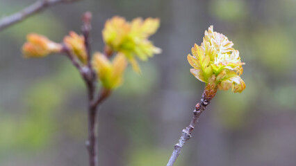 oak leaves. young leaves on a tree branch with sunlight, natural foliage background, young oak leaves background, park or forest. spring season, nature, close-up. space for text. soft focus