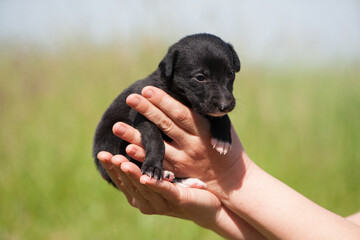 Little black dog puppy in his arms. puppy is laying in the arms of his owner. black dog in his...
