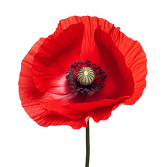 Poppies are a symbol of providing strength, remembering painful memories, and moving forward.