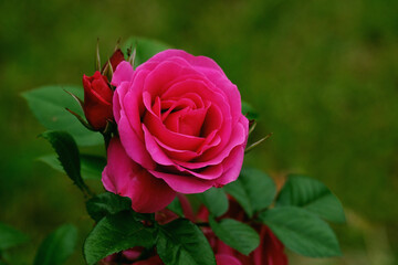 Red rose with buds in the summer garden