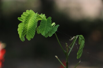 Leaf HD Images Wallpaper