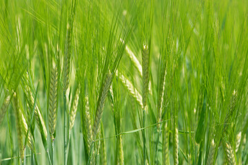 Young Wheat ears illuminated by sunlight. Gorgeous shape of the Wheat spikes. concept of a good harvest in an agricultural field. green spikelets. rye, close-up. green natural background