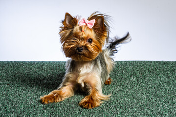 Yorkshire terrier looking at the camera in a head shot, against a white background