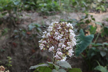 Unknown Wildflower white color has good smell HD Photography