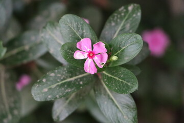 Beautiful Pink Flower HD Wallpaper and Desktop background Calendar Photo