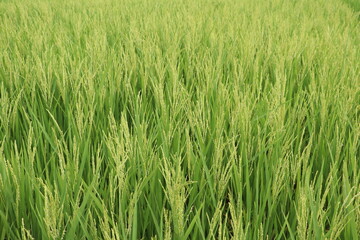 Green Rice Field in Village charming scenery fpr Wallpaper HD