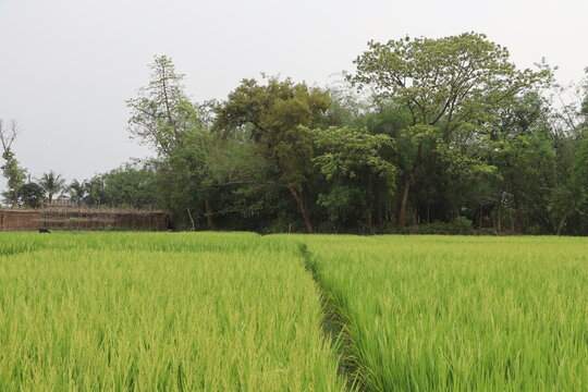 Green Rice Field in Village charming scenery fpr Wallpaper HD