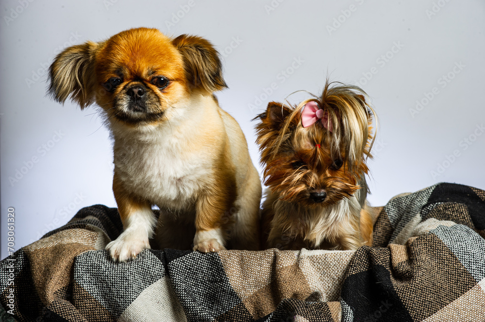 Wall mural pekingese and yorkshire, two lady dogs together. isolated on gray.