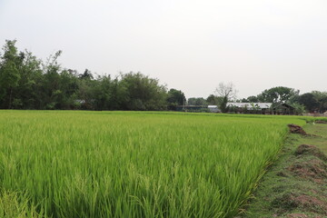 Green Rice Field in Village charming scenery fpr Wallpaper HD