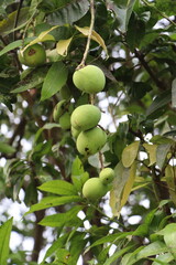 Green Small Mango HD Wallpaper for Calendar and Research Purpose
