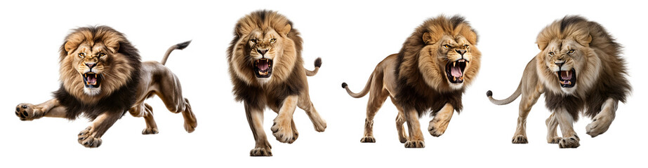 Obraz premium A lion in a prone position on its prey