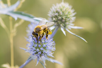 bee collecting nectar from a thorny wildflower close-up. honey bee on the meadow plant Eryngium. macro photo of an insect in nature. natural background, place for text, bokeh