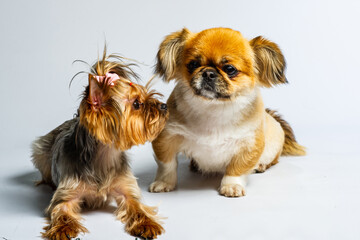 Pekingese and Yorkshire, two lady dogs together. Isolated on gray.