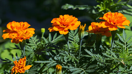 orange beautiful flowers marigolds close-up. Close up of beautiful flower pattern of marigold in the garden. Marigolds erect, Mexican, Aztec or African marigold. beauty in nature