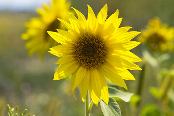 bright yellow sunflower in the field. Large flowers of a sunflower in the sunlight. Yellow flowers on a farm field. Agriculture concept, organic products, good harvest. Growing seeds for oil.