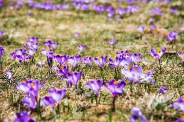 amazing field of blooming purple (blue) crocuses blooming in spring time. natural background (banner)