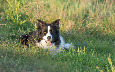 border collie in the field	