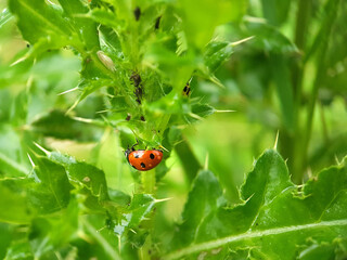 ladybug on grass
