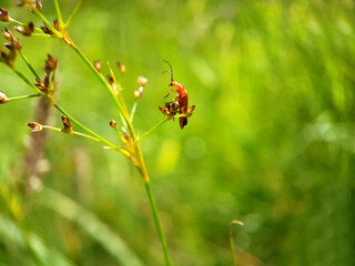 soldier beetle on a leaf