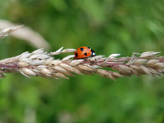 ladybird on a leaf
