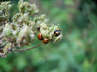 Ladybird on a flower