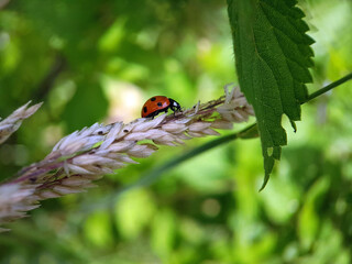 ladybird on a leaf
