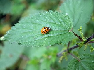ladybird on a leaf