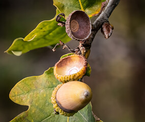acorns and leaves