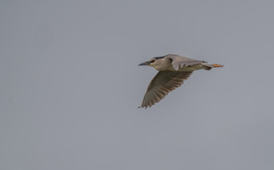 Black-crowned Night Heron in flight over delta ebro river	