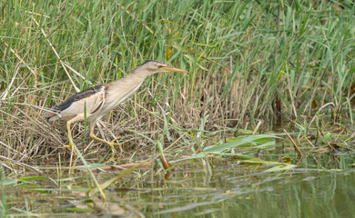 Little Bittern hidden among the reeds of the marsh	