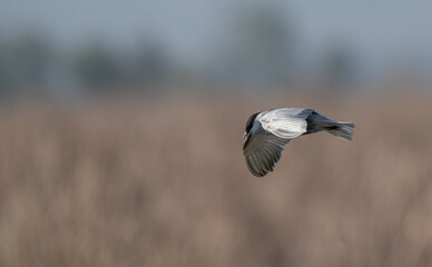 whiskered tern in flight over lagoon	