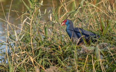 Western Swamphen among the reeds of the marsh	