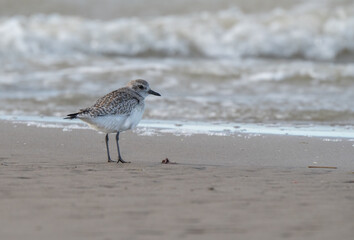 grey plover in the shore of wild beach