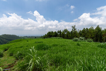 Green field and blue sky with cloud in the morning, Indonesia