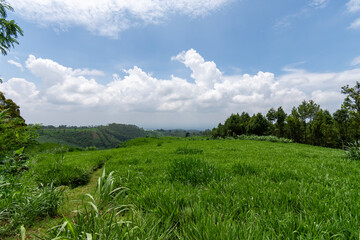 Fototapeta na wymiar Green field and blue sky with cloud in the morning, Indonesia