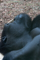 gorilla © Alicja