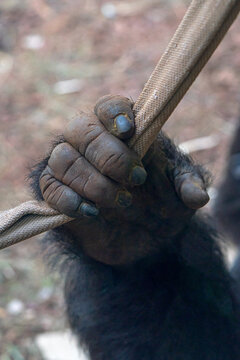 hand of gorilla