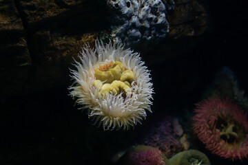 Fototapeta na wymiar anemone in aquarium