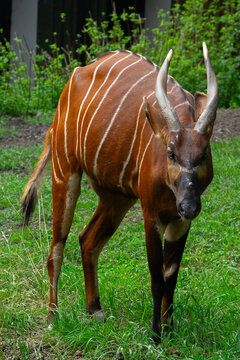 horned annimal