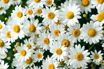White Flowers with Yellow Centers 