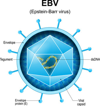 Epstein-Barr virus. EBV structure.