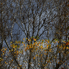 Tree Branches against a stormy sky