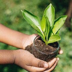 Hand holding a plants