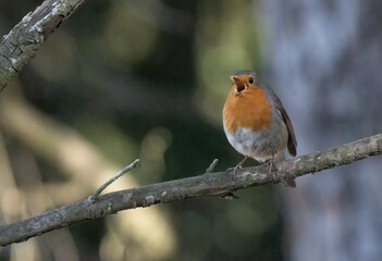 Obraz premium The european robin singing on the branch 