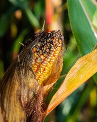 Close up photo of a corn plant
