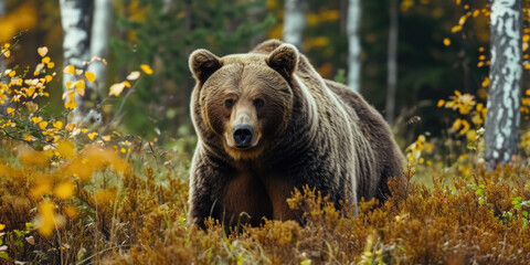 Grizzly Bear in Autumn Forest with Vibrant Foliage