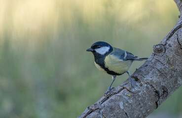 great tit on the branch	