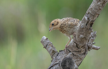 Corn bunting on the branch	