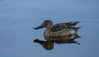 Northern Shoveler in the lagoon