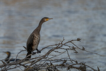 cormorant on the branch in the llobregat river, spain